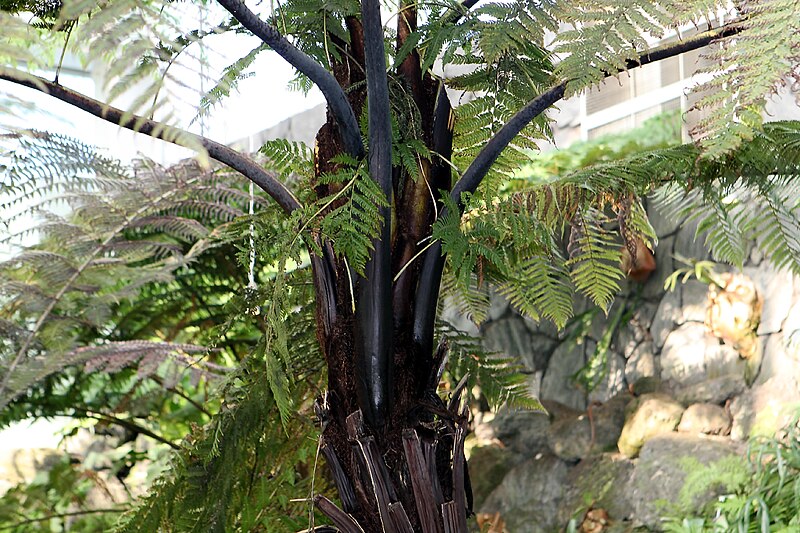 File:Cyathea smithii3.jpg