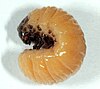 Diamphidia nigroornata, larva