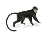 Drawing of gray monkey