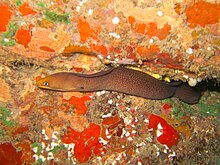 Dwarf Moray iNaturalis.jpg