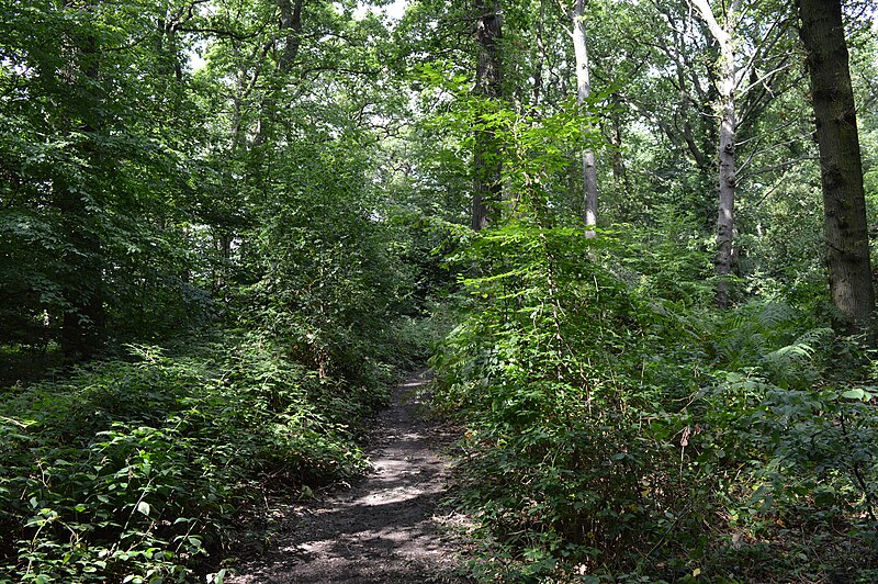 File:Fir Wood 1.JPG