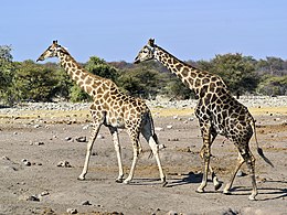 courting Etosha National Park