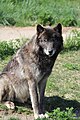 Gray wolf