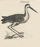 An old print of a black-winged stilt