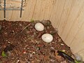 Two eggs in a nest box