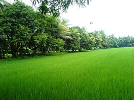 Lush green farms in Konaseema, East Godavari