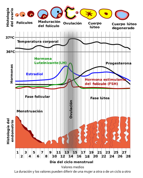 Archivo:MenstrualCycle ES.png