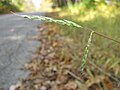 Seeds (caryopses)