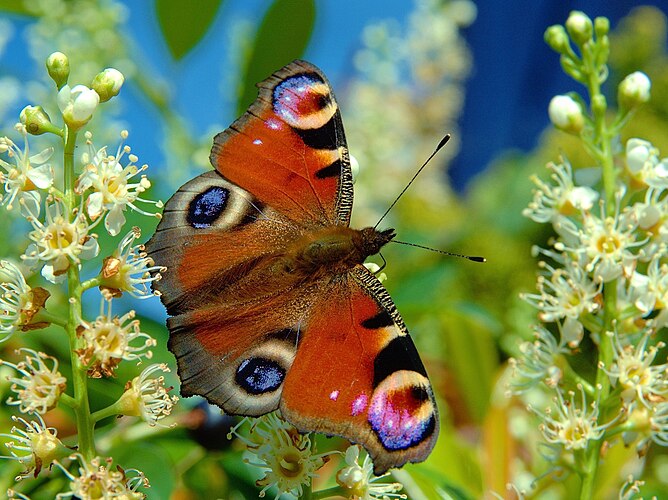 Бабочка Inachis io на цветах лавровишни (Prunus laurocerasus) (сфотографировано в Хамуа, Бельгия)