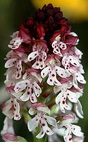 Burnt orchid