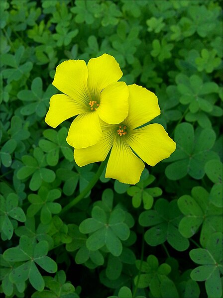 Archivo:Oxalis-pes-caprae-36-Zachi-Evenor.jpg