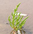 Occasionally, the pioneer community of Salicornia europea covers a saltwork pool.