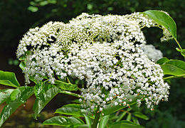 Sambucus canadensis, American elderberry flowers