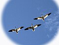 Snow Geese in flight