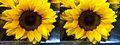 Sunflower stereoscopic crossview.