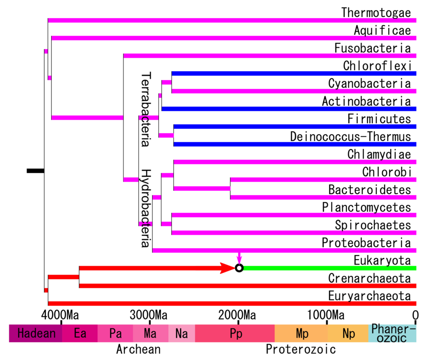 A timetree redrawn showing the division of Hydrobacteria and Terrabacteria.