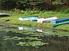 Several rowboats and canoes on the shore of lake with lily pads