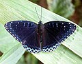 Popinjay (Stibochiona nicea) taken at Jairampur, Arunachal Pardesh, India.