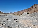 Wild donkeys roaming the Wadi Esfai