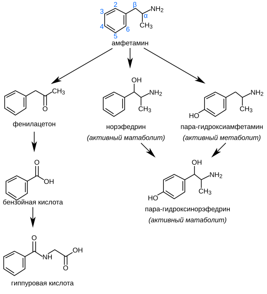 Файл:Amphetamine metabolism ru.svg