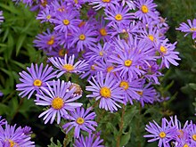 Asteraceae - Aster amellus.JPG