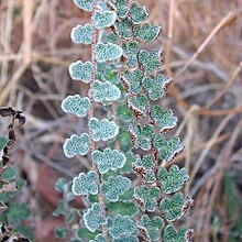 A photo showing the many star shaped scales on the surface of the leaflets making up the leaf of Astrolepis integerrima