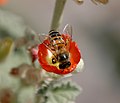 Honeybee on a Sphaeralcea flower. Mesa, Az