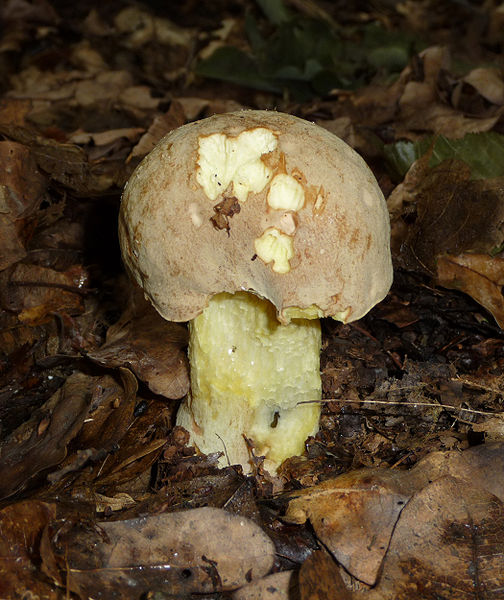 Файл:Boletus impolitus 2009 G2.jpg