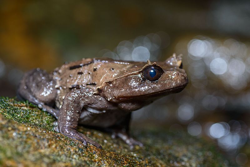 File:Brachytarsophrys carinense.jpg