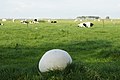 A giant puffball gone to spore.