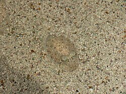 Cuttlefish against mottled sea bottom