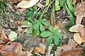 Sulpher Cinquefoil, Potentilla recta