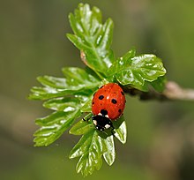 Coccinella septempunctata qtl1.jpg