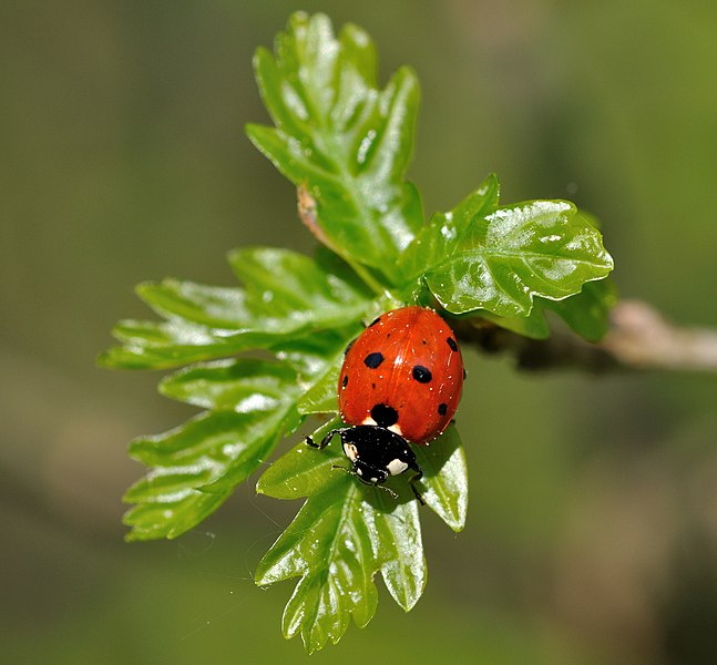 Файл:Coccinella septempunctata qtl1.jpg