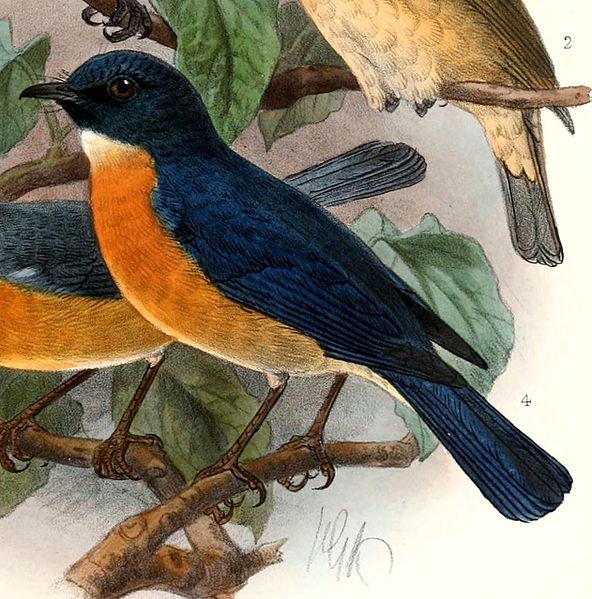 File:Cyornis rufigastra 1901.jpg