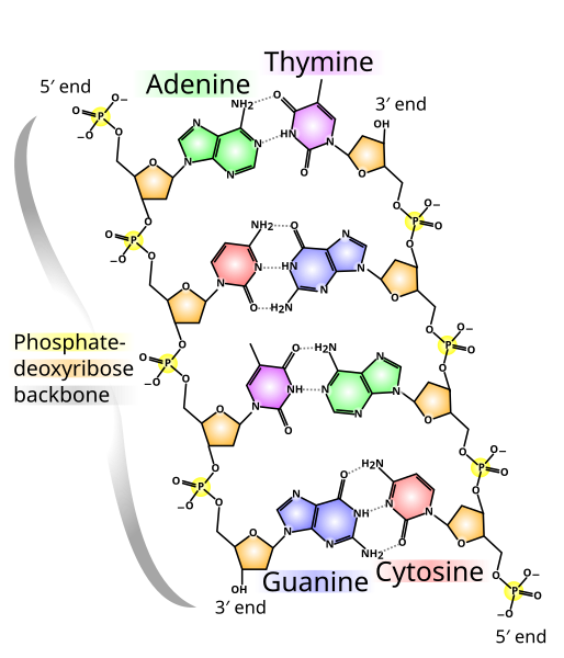 Archivo:DNA chemical structure.svg