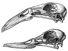 Darwin Variation Fig39 2.jpg