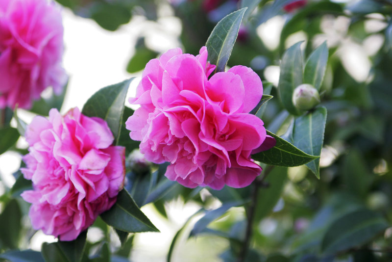 Archivo:Double-flowered Camellia.jpg