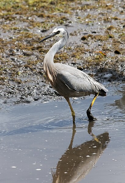 File:Egretta novaehollandiae Tasmania 3.jpg