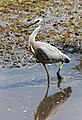 White-faced Heron