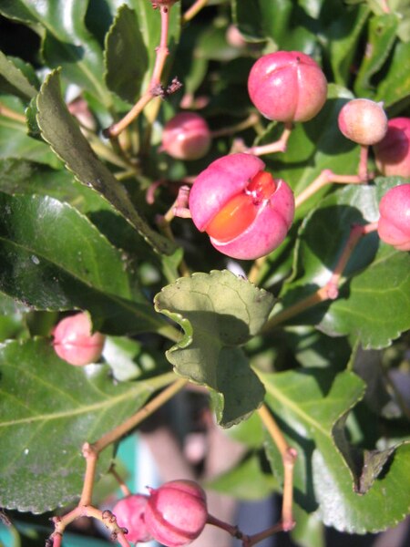 File:Euonymus japonicus (pink).jpg