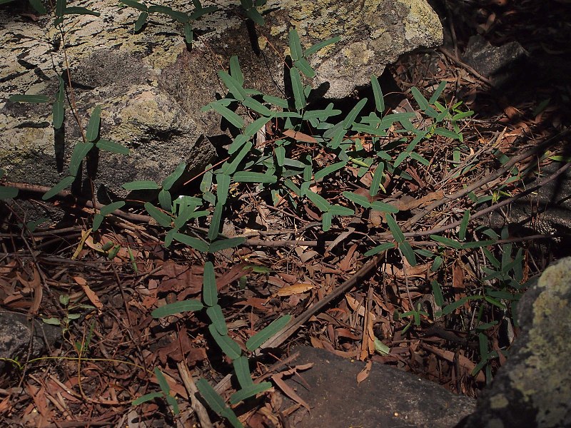 File:Glycine clandestina.jpg