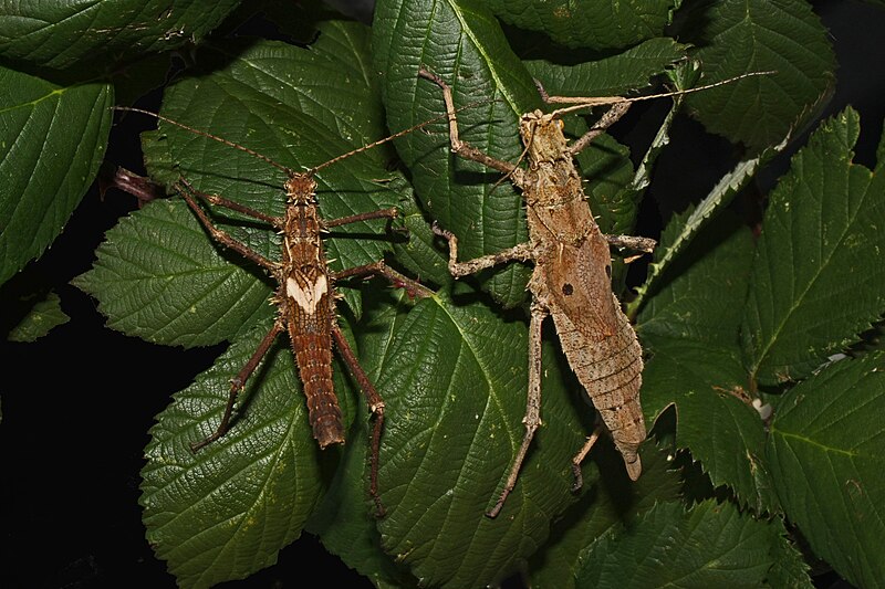 File:Haaniella scabra - pair.JPG