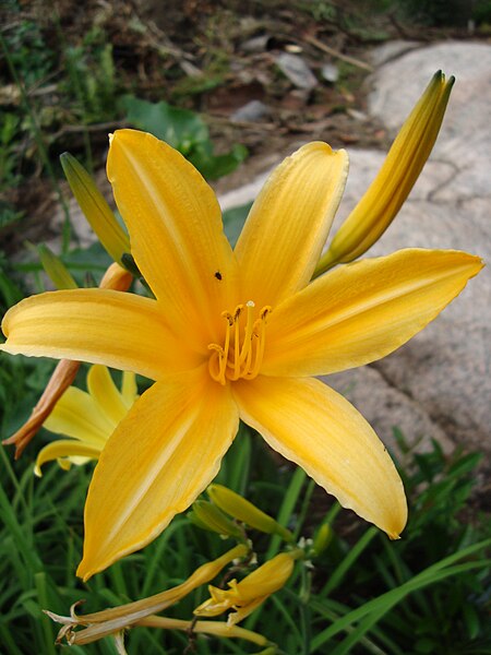 File:Hemerocallis fulva aurantiaca1UME.JPG