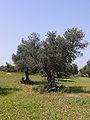 Olive tree, Israel