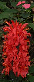 Justicia coccinea in El Crucero, Managua, Nicaragua.