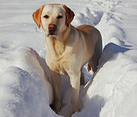 Labradors are a relatively large breed.