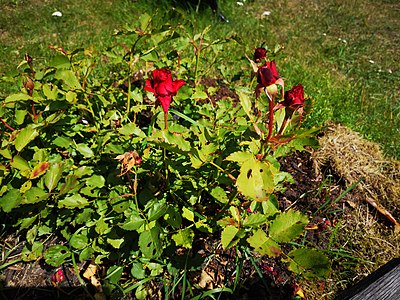 Rosa 'Marie Under', a rose cultivar created by Aune Mark, Kärt Soans and Lea Eermann in 2007 and named in Under's honor