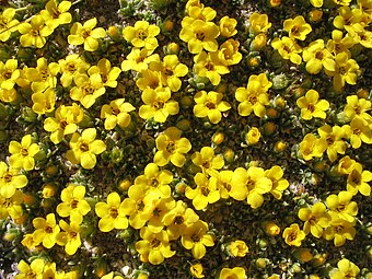 Close-up of flowers