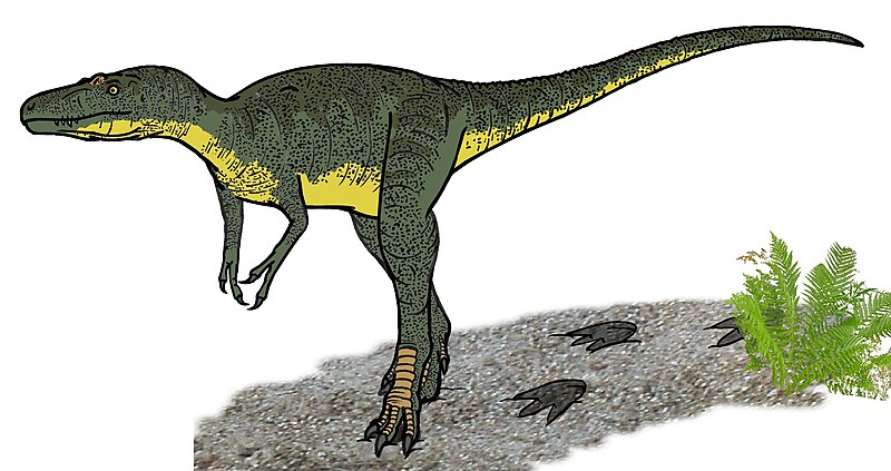 File:Nanotyrannus lancensis TQWR 400.JPG